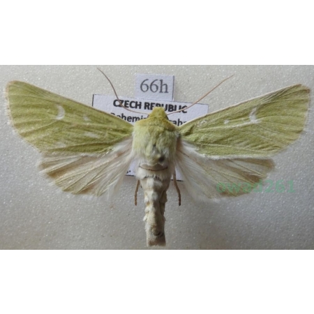 Calamia tridens (Hufnagel, 1766) Paciepnica zielonka Czech66h